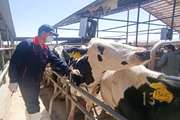 انجام بیش از یک هزار و چهارصد تست سل در دام سنگین شهرستان مهریز از ابتدای سال جاری